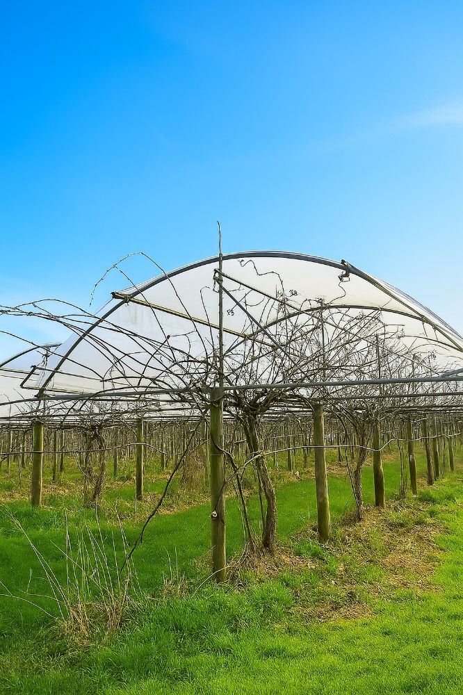 ABRI KIWIS SERRE PROFESSIONNELLE