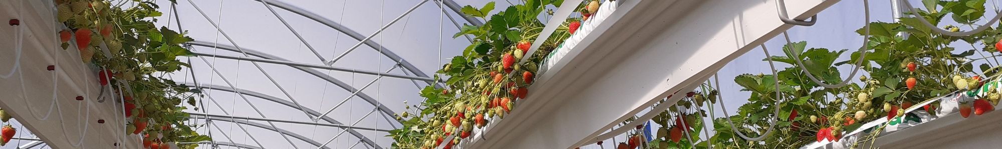 BANDEAU SERRE FRAISE