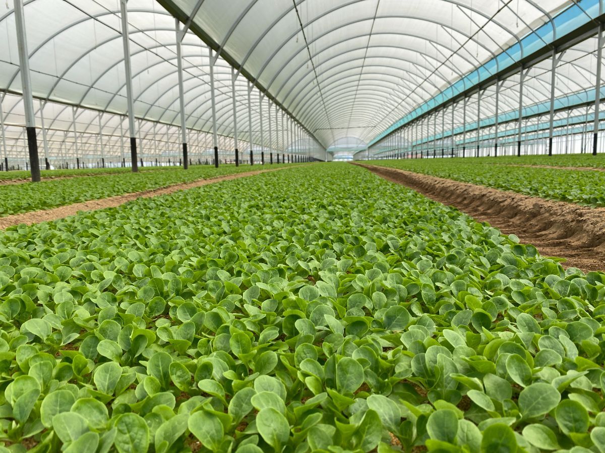 FILET D'OMBRAGE SERRE PROFESSIONNELLE (4).JPG