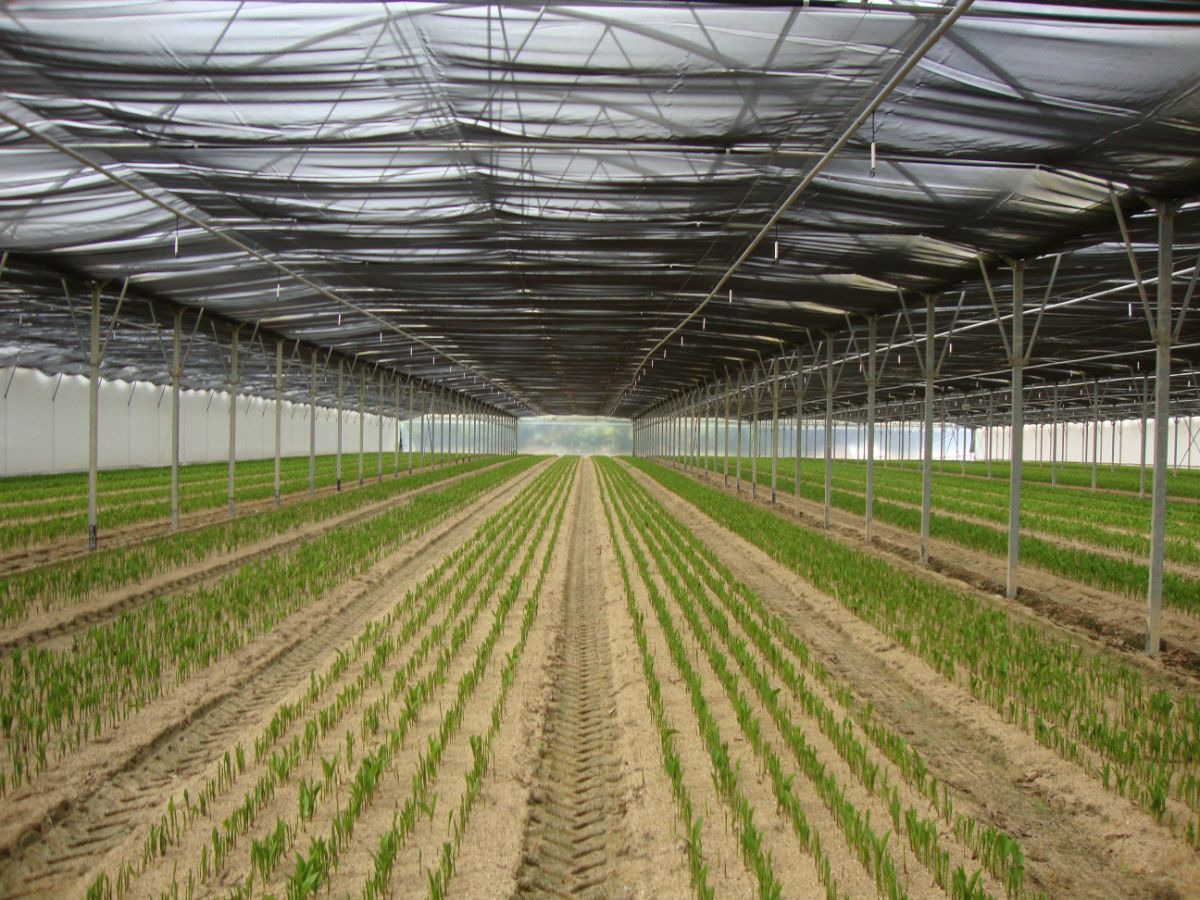 FILET D'OMBRAGE SERRE PROFESSIONNELLE (7)