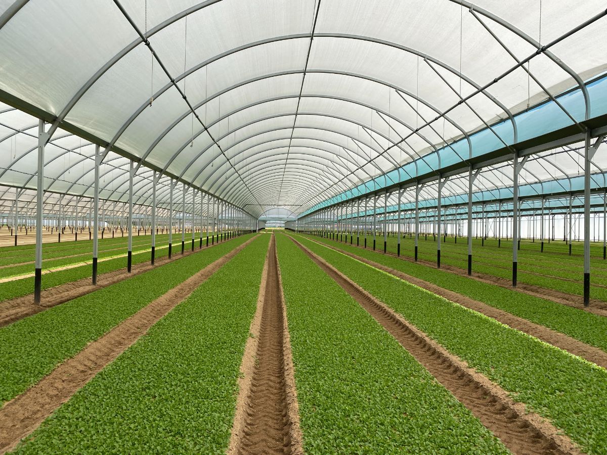 FILET D'OMBRAGE SERRE PROFESSIONNELLE (8).JPG