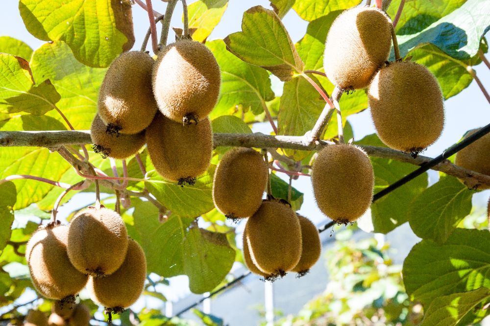 KIWIS