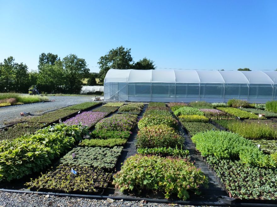 serre 500m² (2)