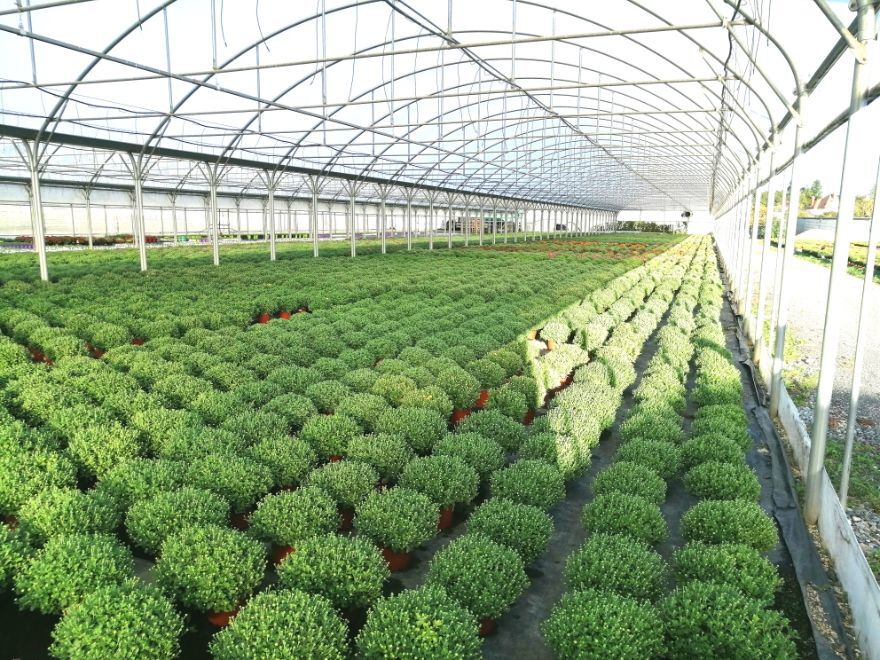 serre 500m² (4)