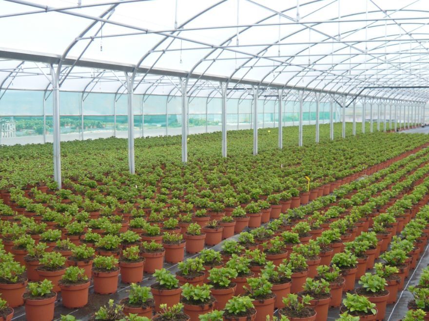 serre 500m² (5)