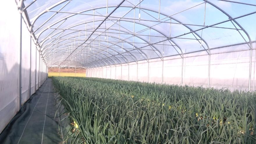 serre 500m² (6)