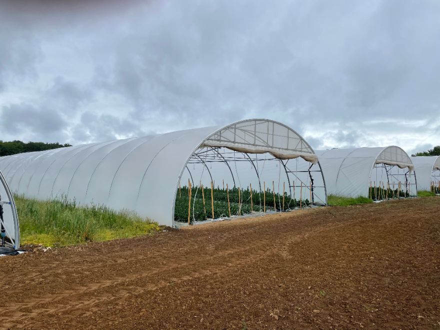 serre 500m² (7)