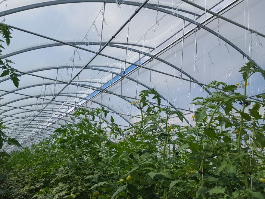 SERRE A TOMATE PROFESSIONNELLE (12)