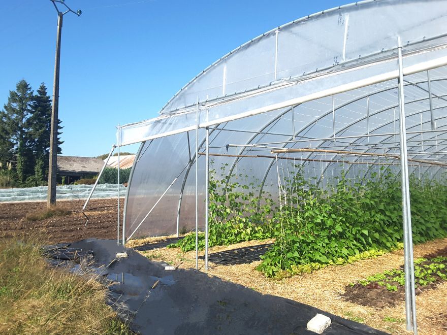 SERRE A TOMATE PROFESSIONNELLE (3)