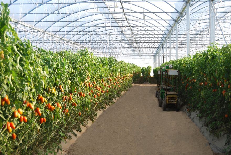 SERRE A TOMATE PROFESSIONNELLE (6)