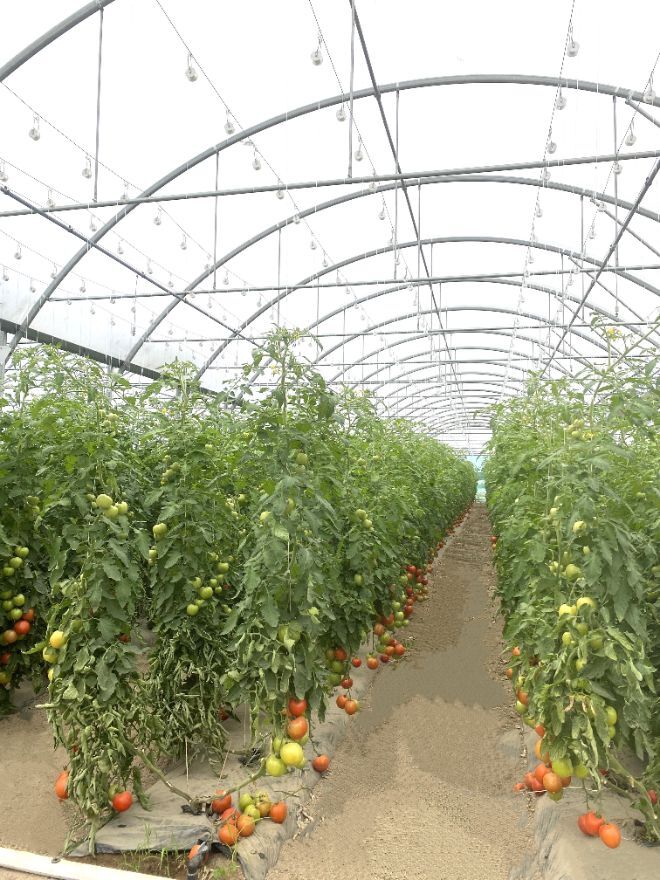 SERRE A TOMATE PROFESSIONNELLE (7).JPG