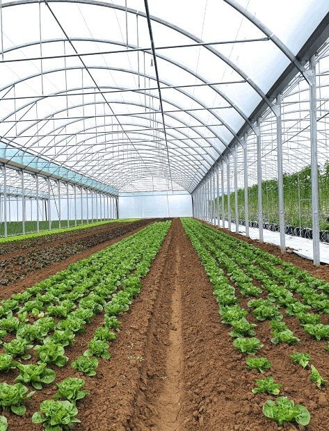 serre-professionnelle-baltique-1 (1)