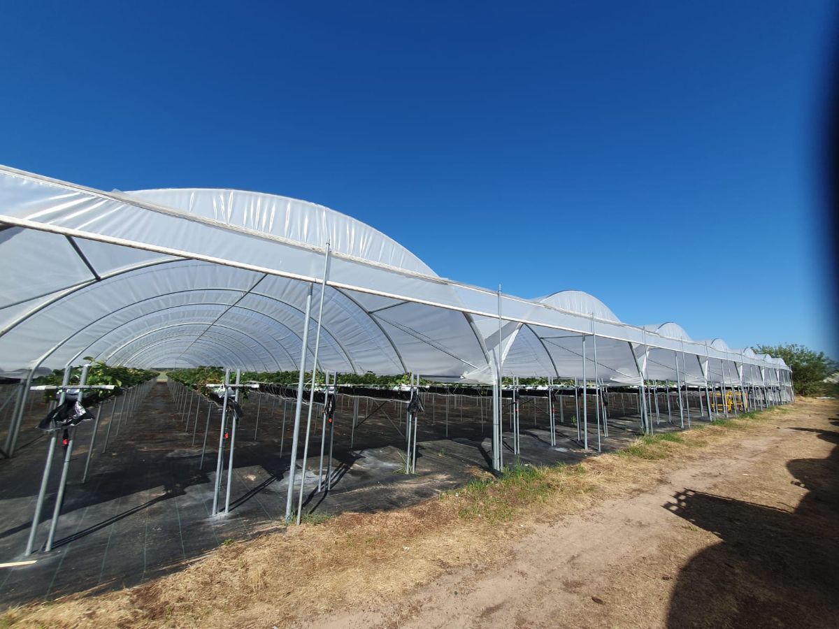 serre professionnelle fraise (1)