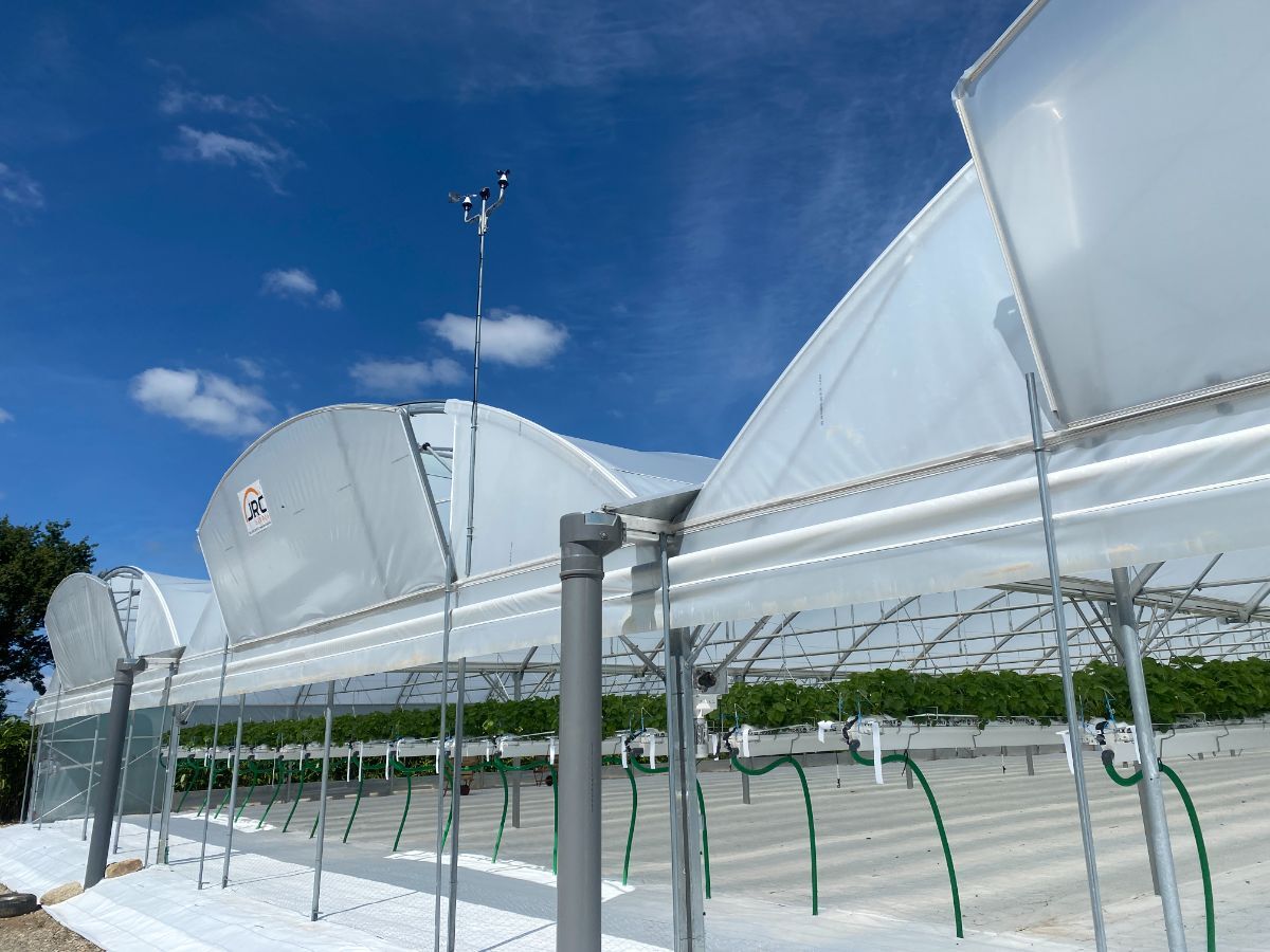 serre professionnelle fraise (1).JPG