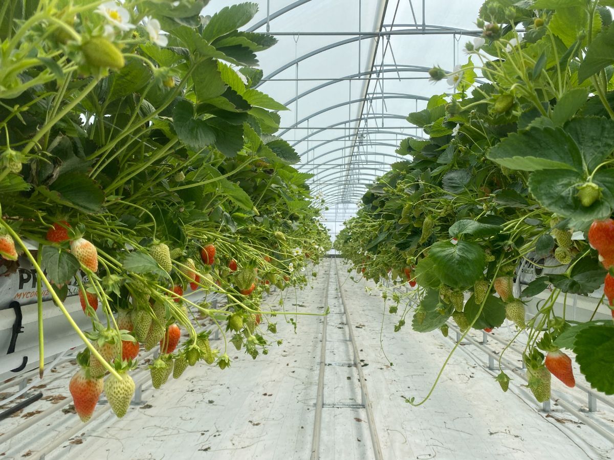 serre professionnelle fraise (2).JPG