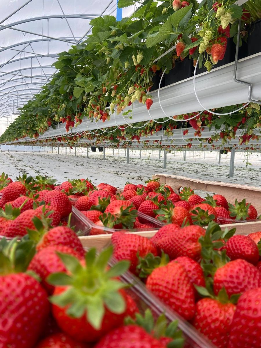 serre professionnelle fraise (3)