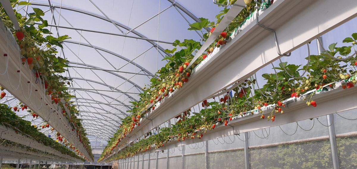 serre professionnelle fraise (4)