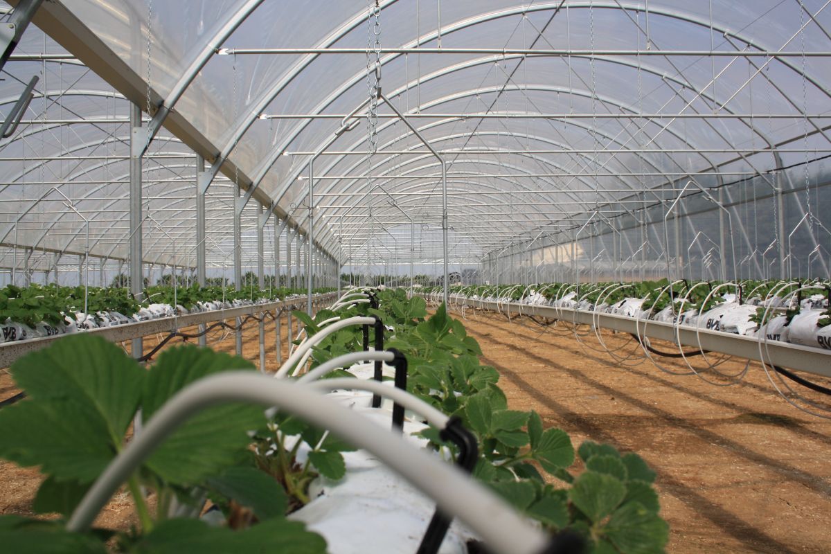 serre professionnelle fraise (5)