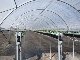 MULTI 6M20 FRUITS ROUGES