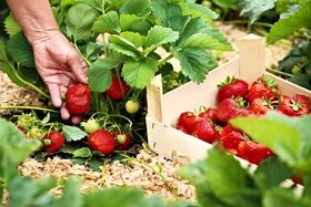 SERRE FRAISE TUNNEL 5M-