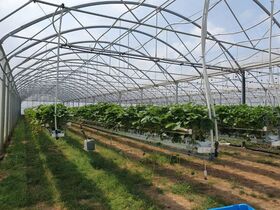 SERRE FRAISES