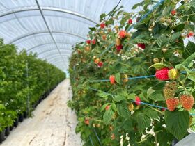 SERRE FRAMBOISE2