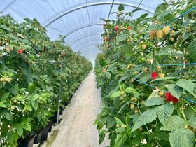 SERRE FRAMBOISE3