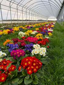 serre professionnelle horticole