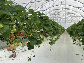 TEMOIGNAGE SERRE FRAISE (1)