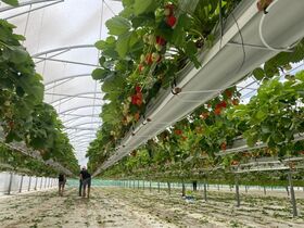 TEMOIGNAGE SERRE FRAISE (3)